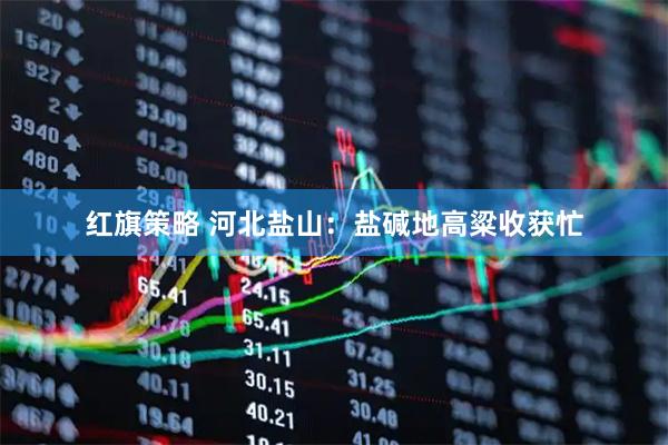 红旗策略 河北盐山：盐碱地高粱收获忙
